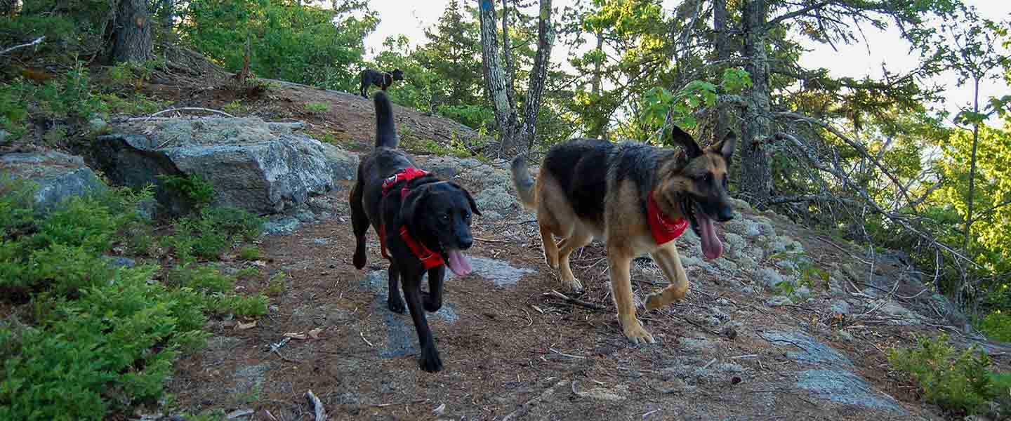 Dogs hiking on the trail